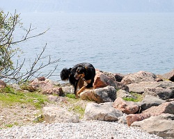 Hund am See