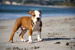 Hund am Strand