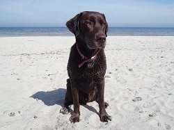 Hund an der Ostsee