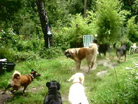 Bild des Hundehotels Dog Camp