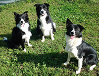 Bild des Hundepensionen Hundepension zum Vilsufer