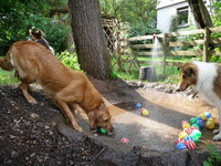 Bild des Hundehotels Hundeferien Odenwald