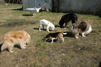 Bild des Hundehotels Hundepension Soltau