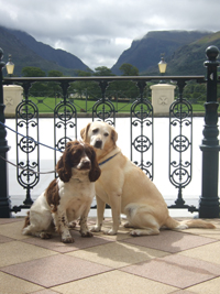 Bild des Hundehotels The Dunloe