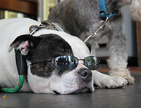 Bild des Hundeferienhäuser Ferienhaus Odenwald Hirtengarten