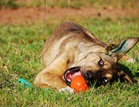 Bild des Hundeferienhäuser Ferienwohnungen Johannsen