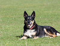 Bild des Hundeschulen Mobile Hundeschule Großtreben