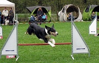 Bild des Hundeferienhäuser Ferienwohnung Usingen-Taunus