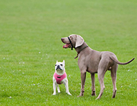 Bild des Hundehotels DesignHotel ÜberFluss