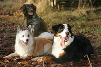 Bild des Hundehotels Hunde Wald Hotel Karwe