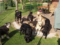 Bild des Hundehotels Hundehotel Struvenhütten